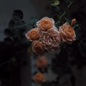 一级婬片A片试看120秒福利区
